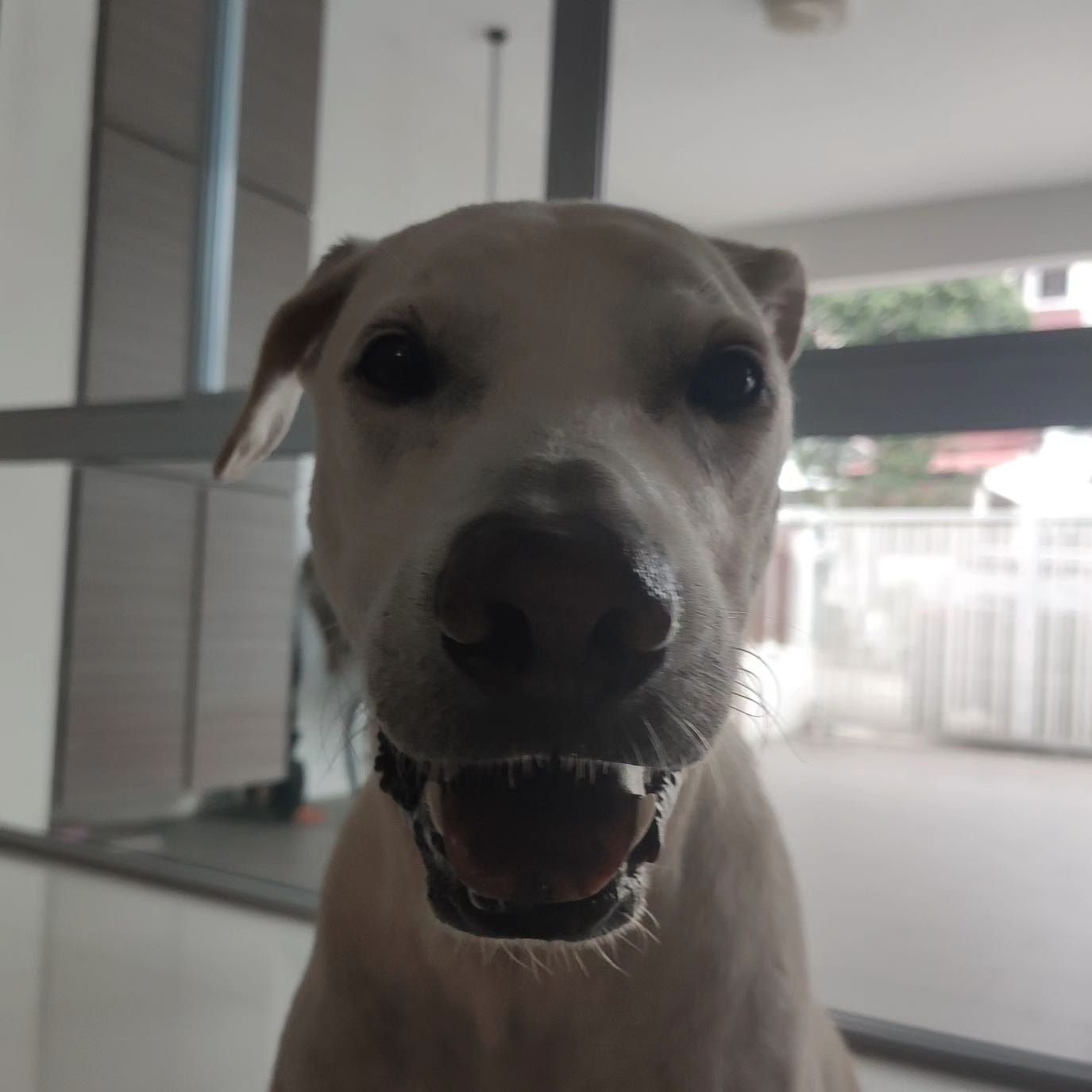 Axel
