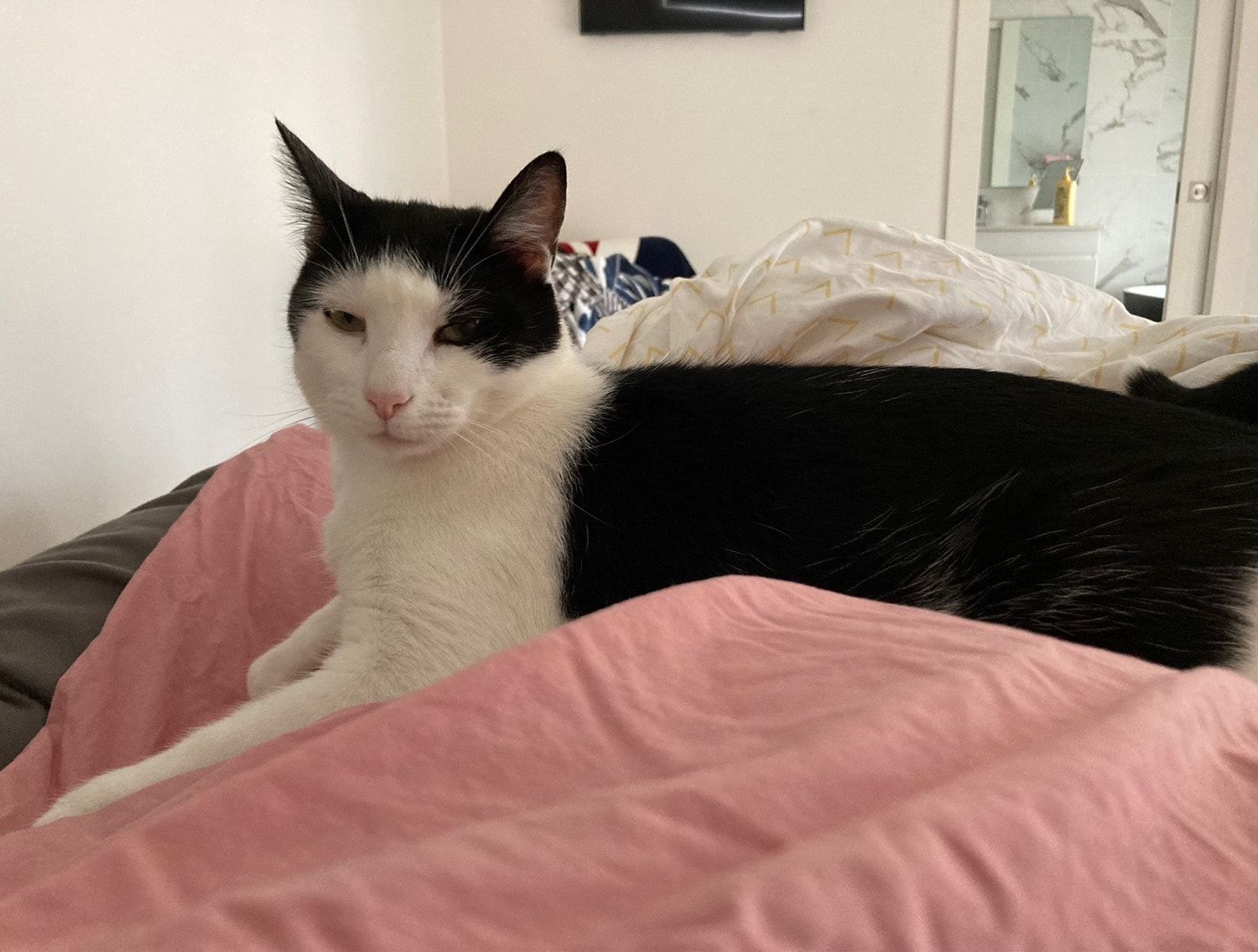Felix