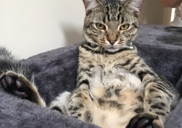 Freddie