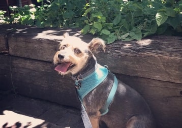 Rusty