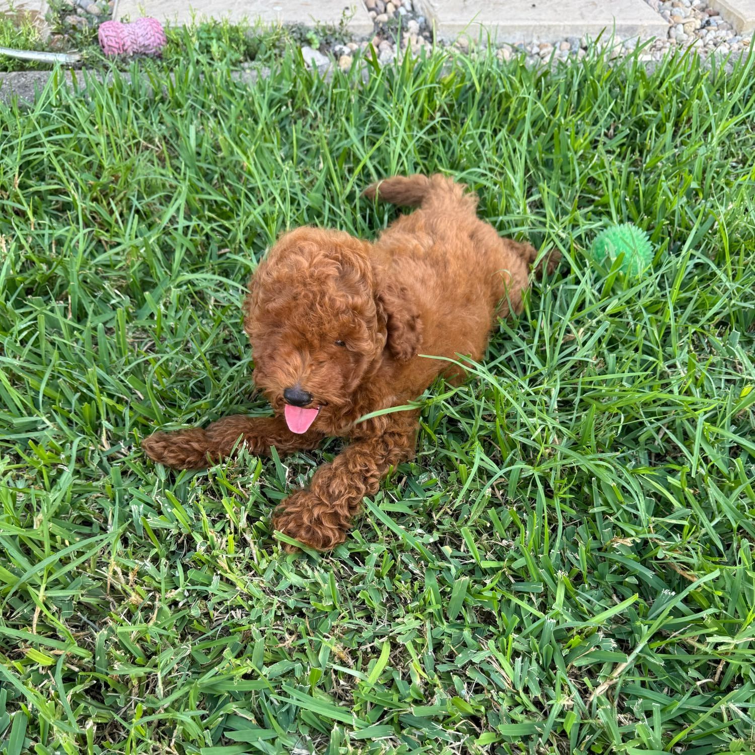 Leo