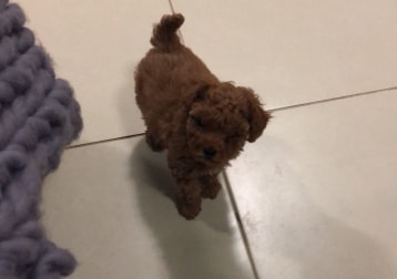 Oscar