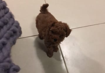 Oscar