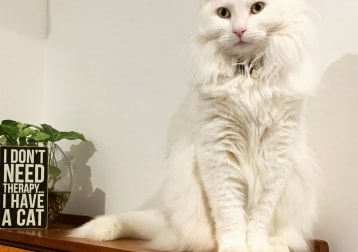 Duchess