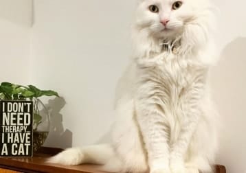 Duchess