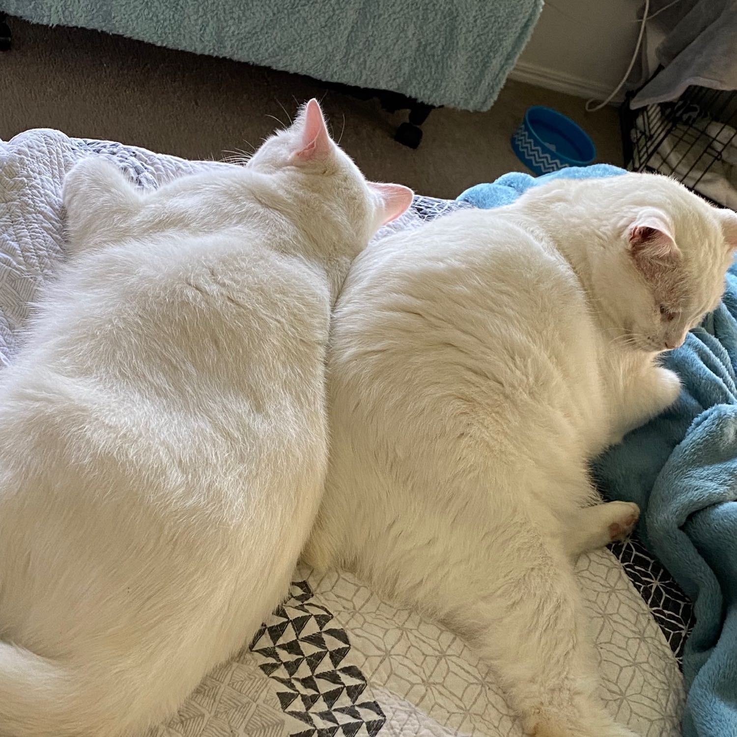 Angus and Nugget