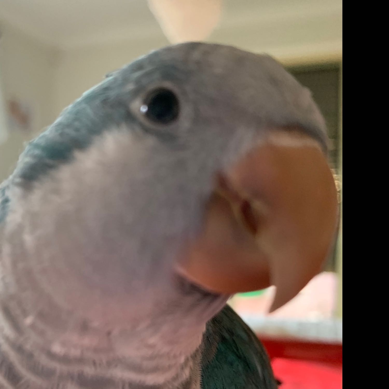 Ollie