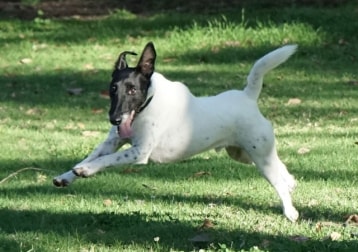 Herbie (2011-2022 RIP)
