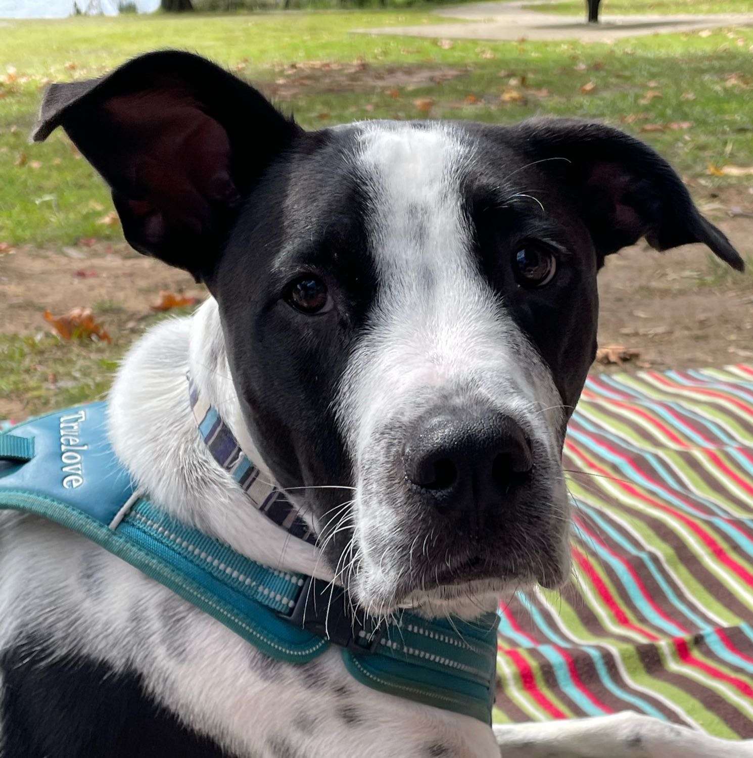 Milo