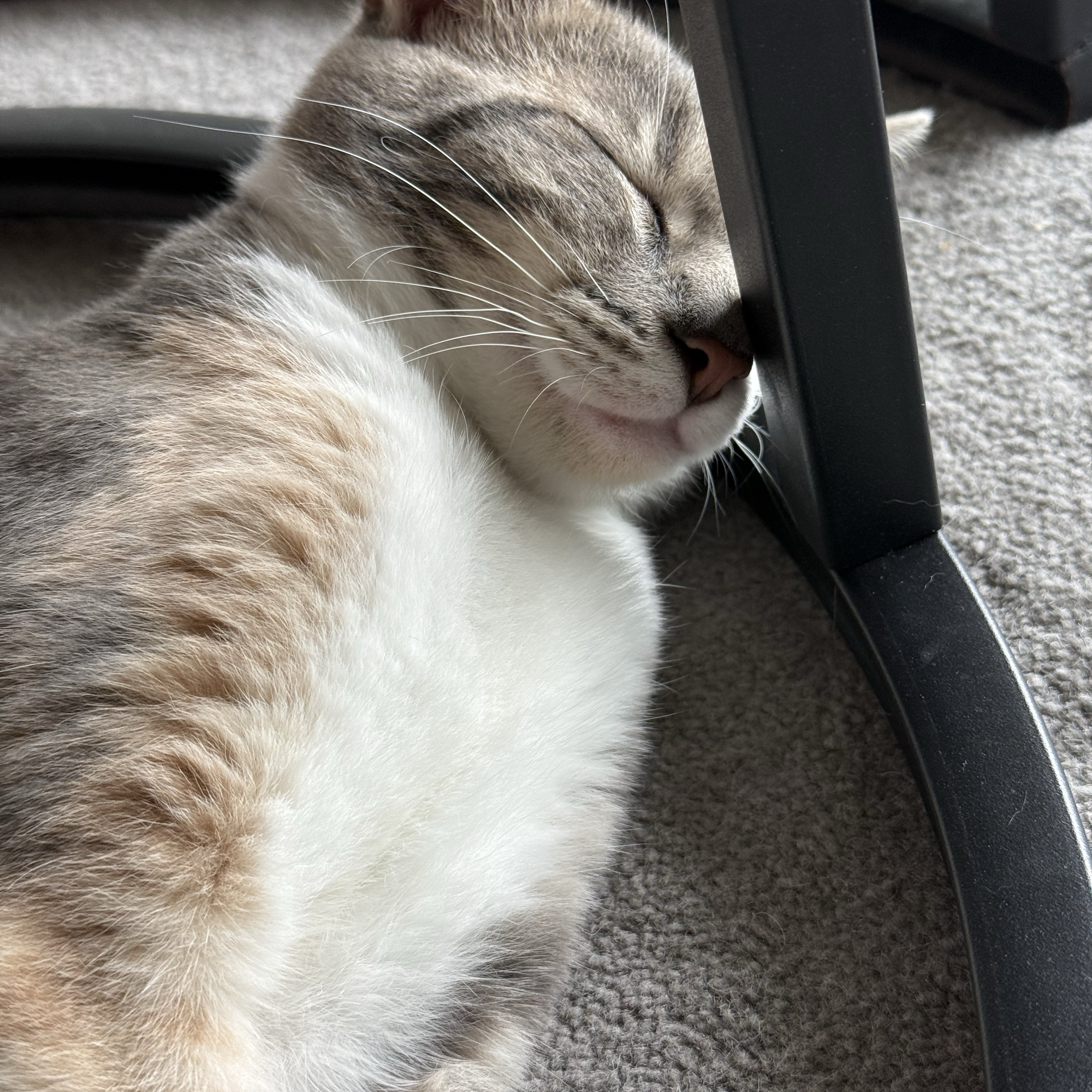 Sophie