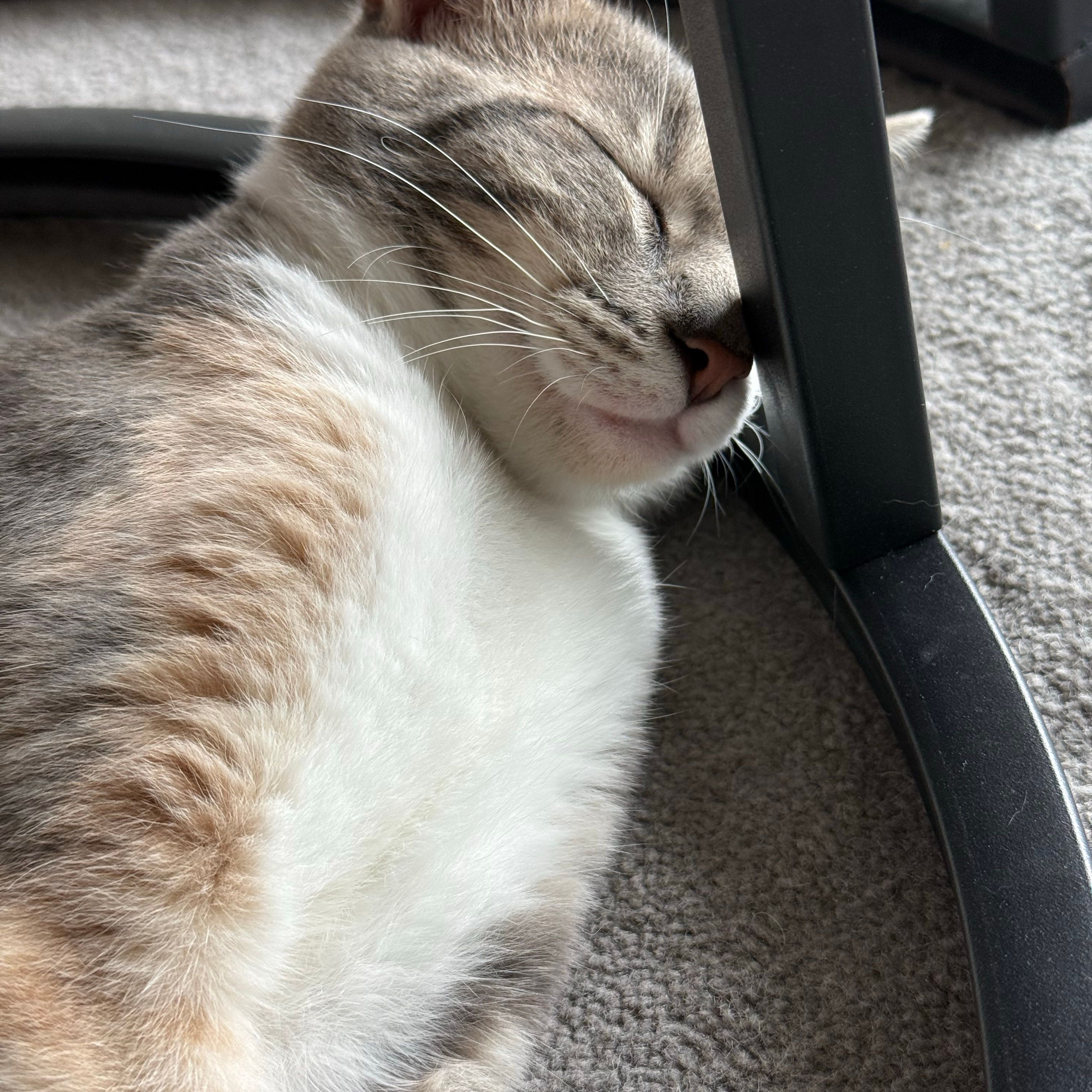 Sophie