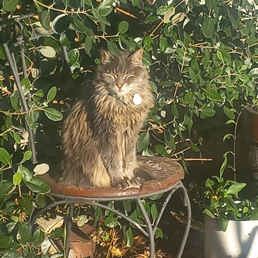 Zola