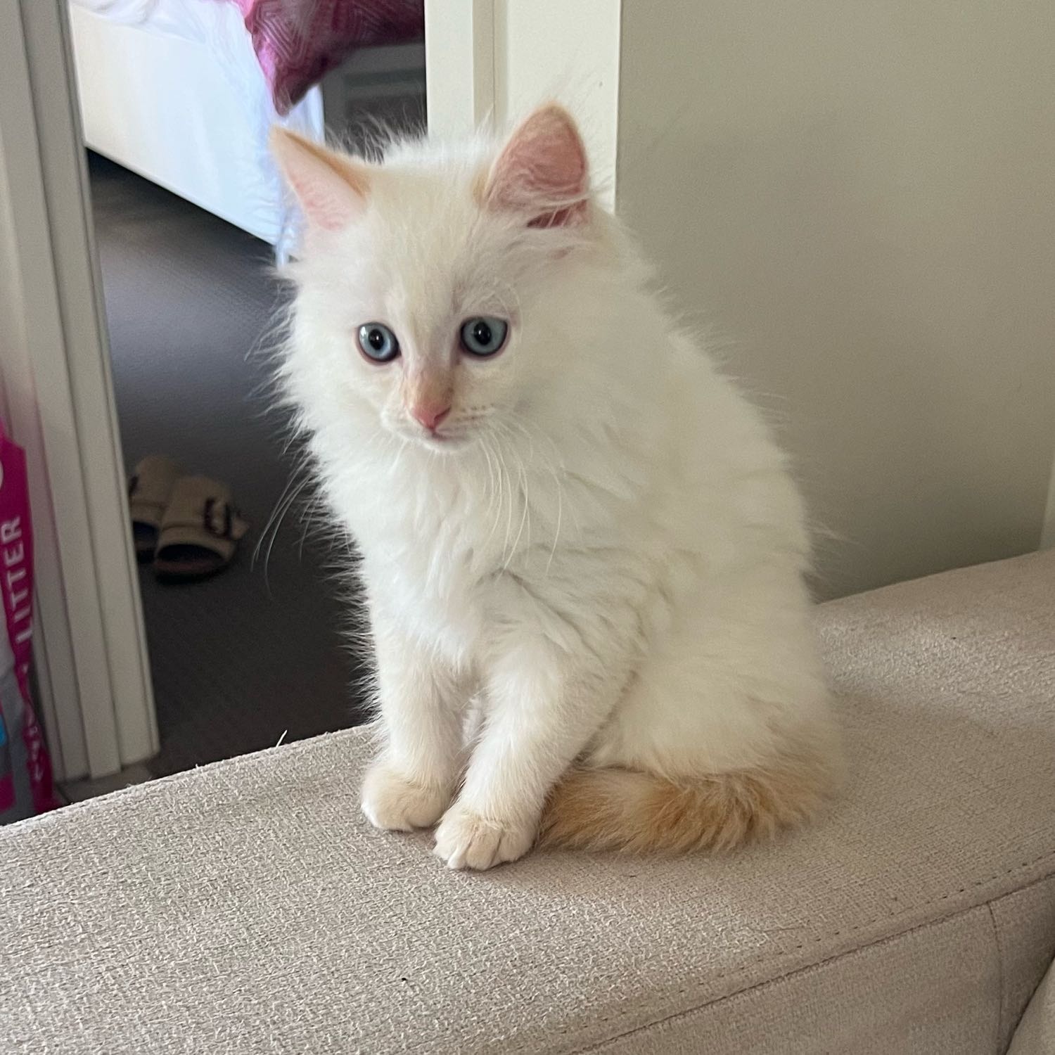 Frankie