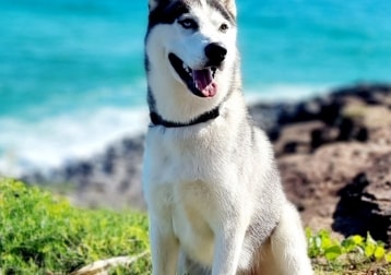 Jake