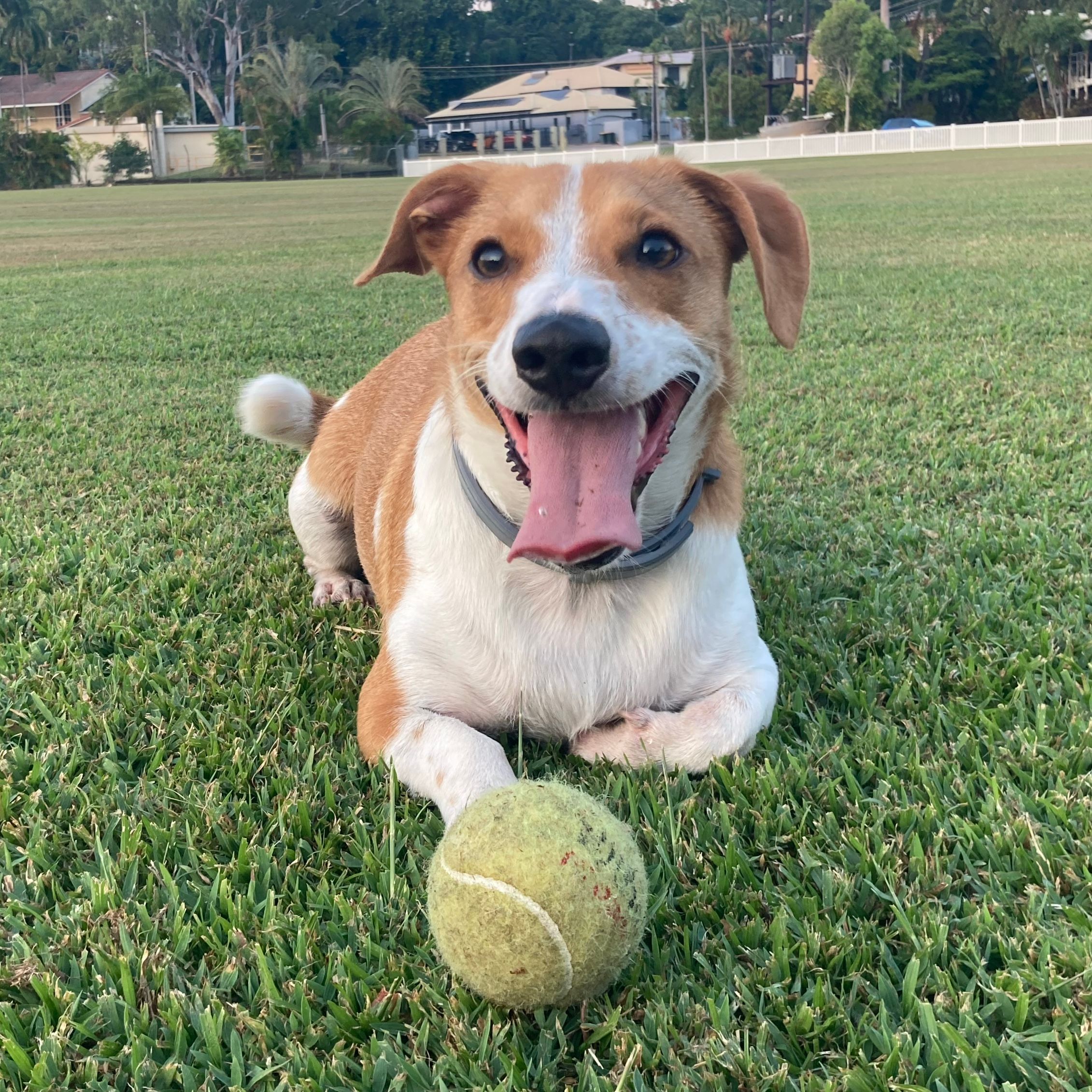 Dingo