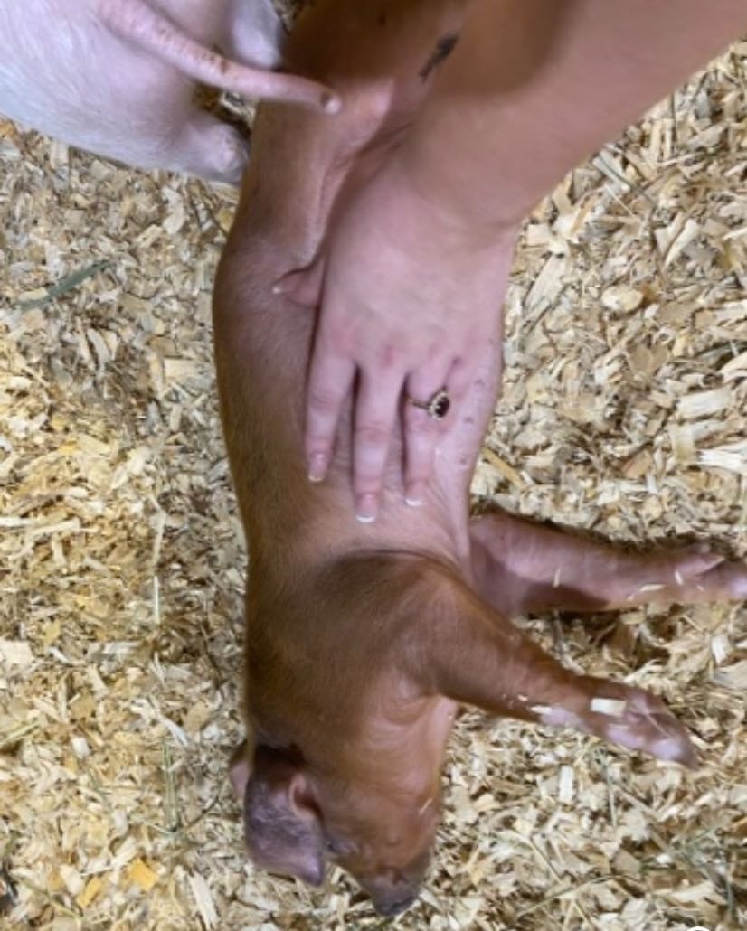 image-5