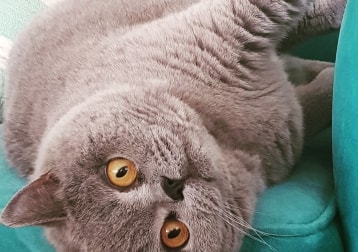 Nuggett 