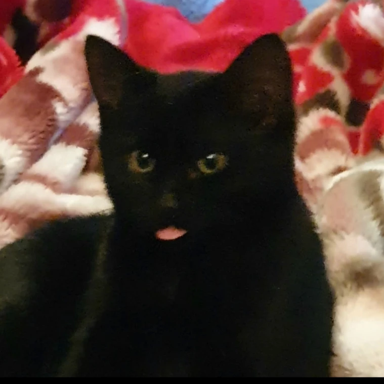 Rambo
