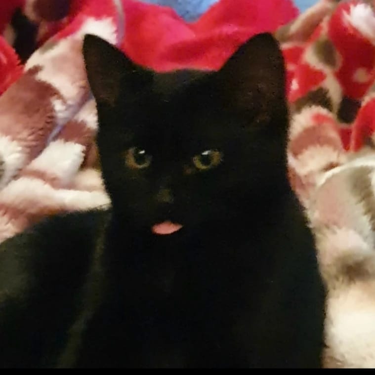 Rambo