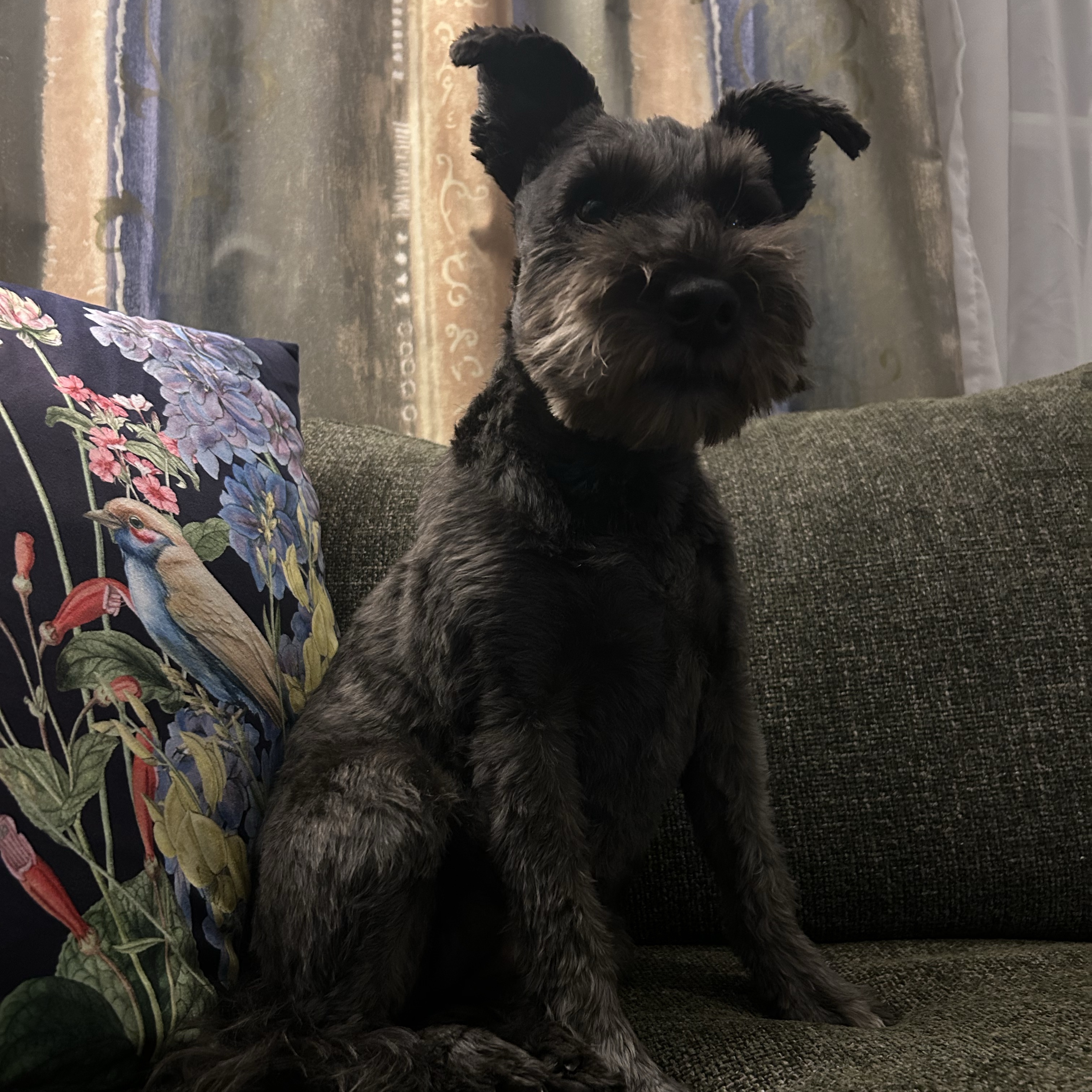 Bella