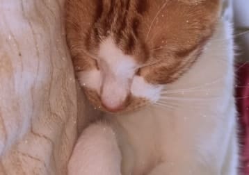 Beans