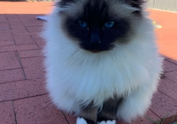Willow