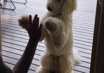 Harvey
