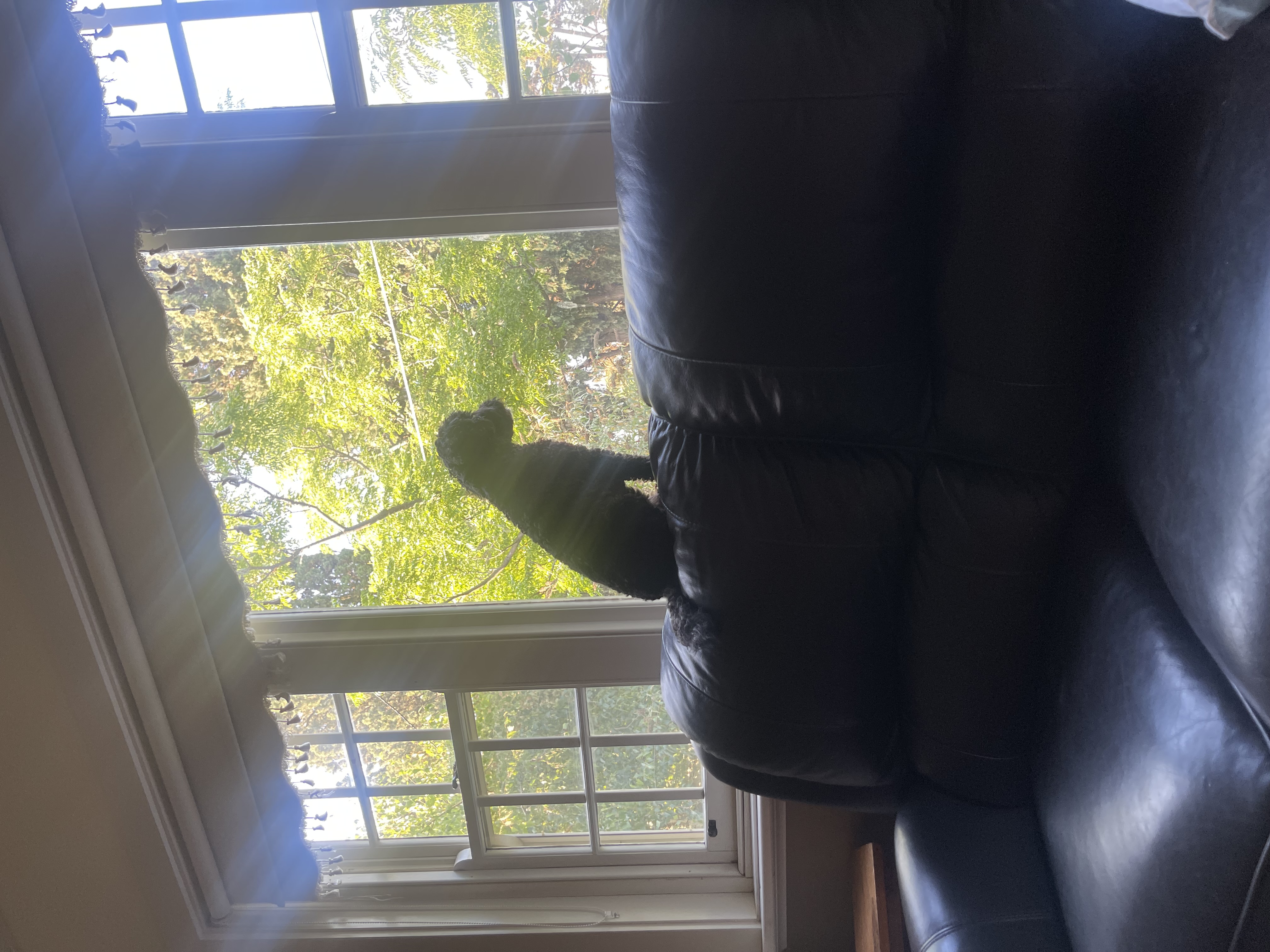 image-12