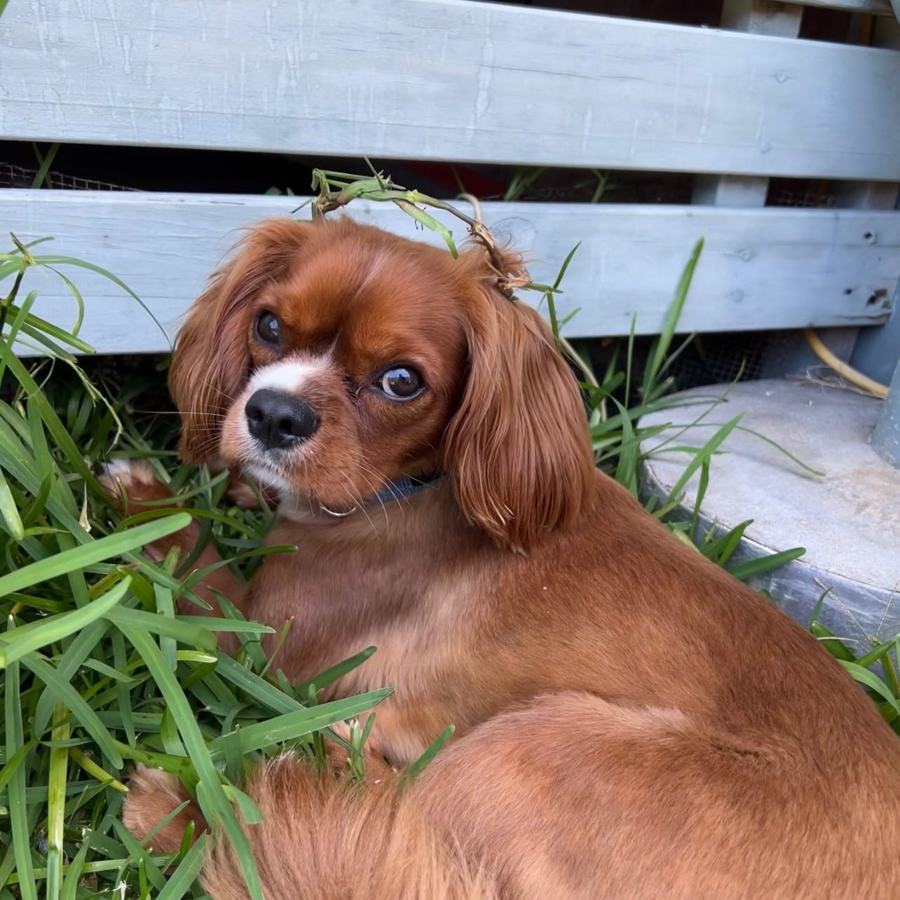 Oakley