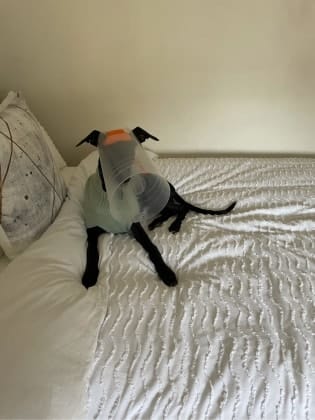 image-15