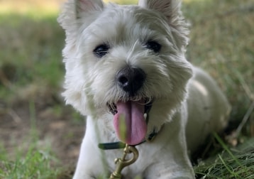Finn 
