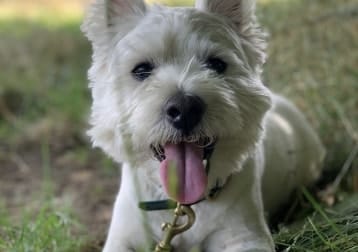 Finn