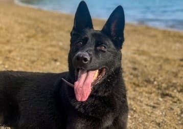 Koda