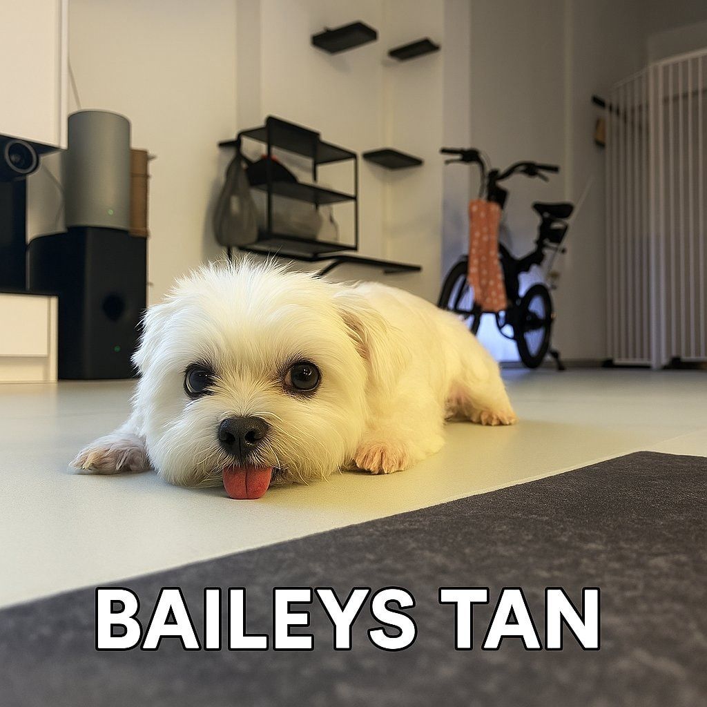 Baileys