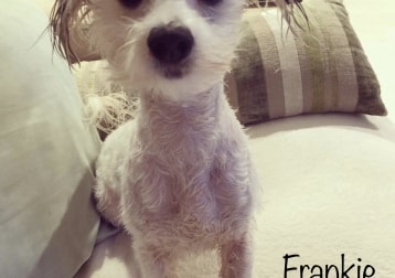 Frankie