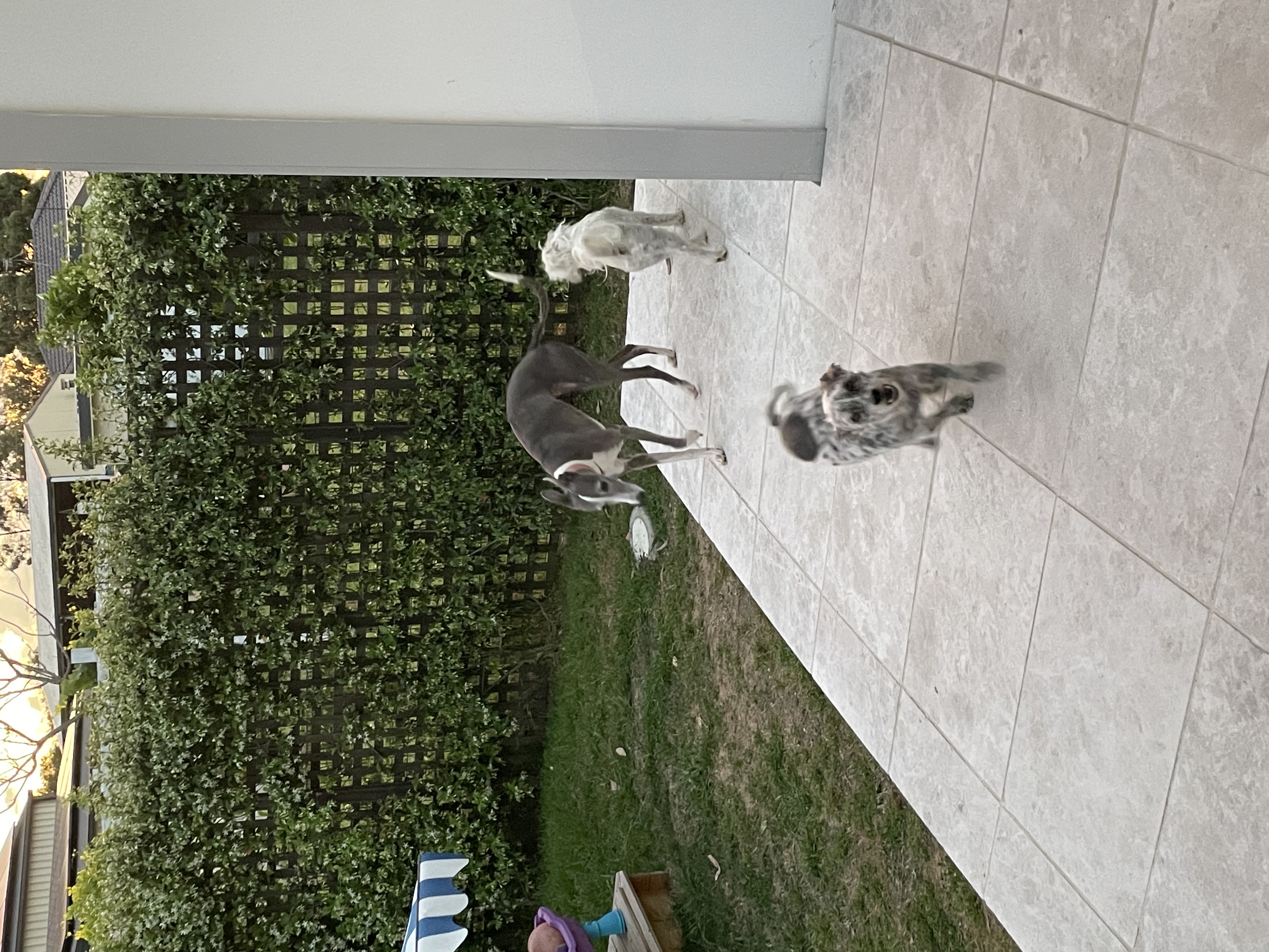 image-21