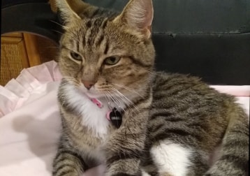 Annabell