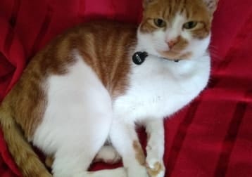 Odin
