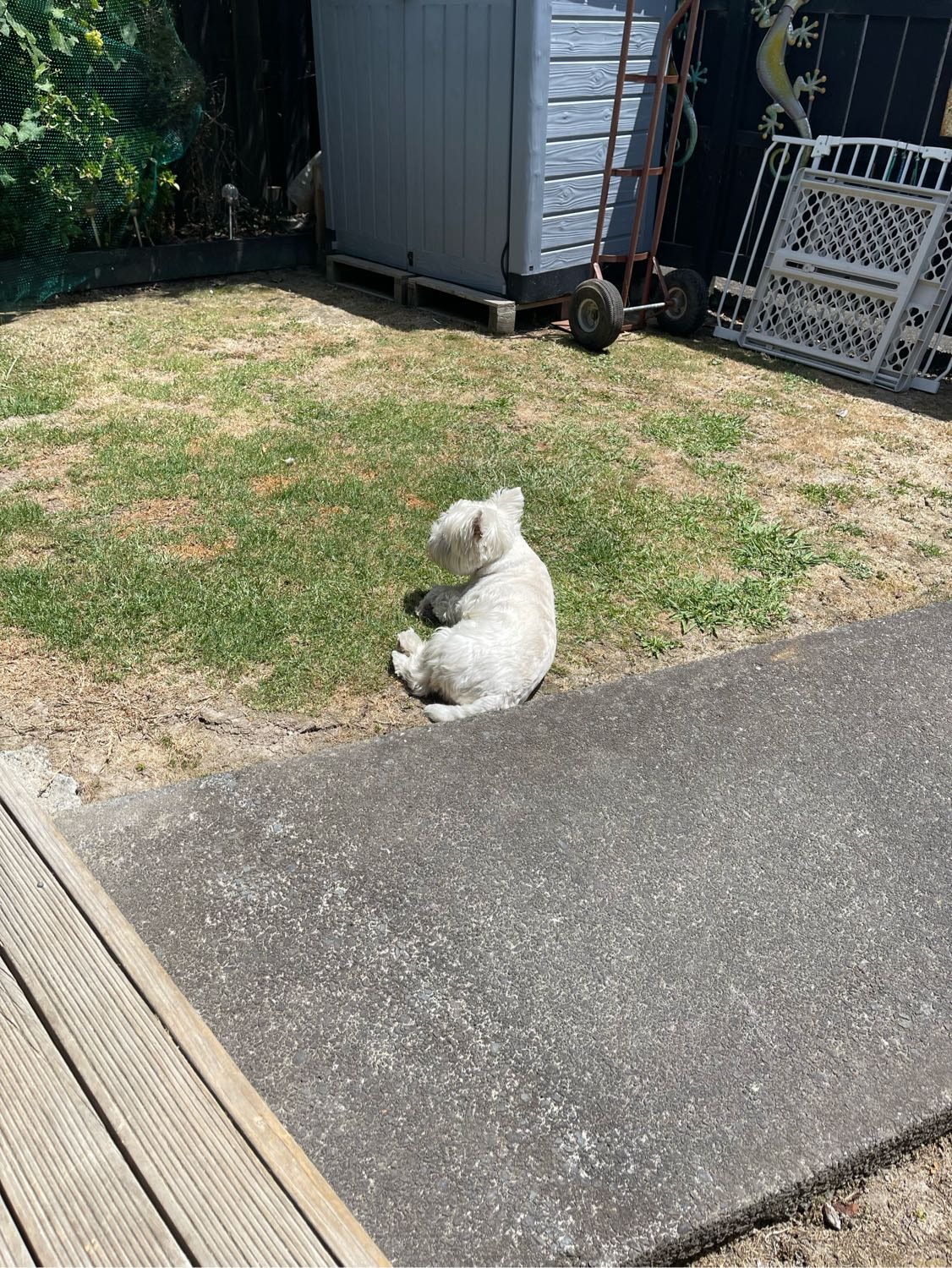 image-18