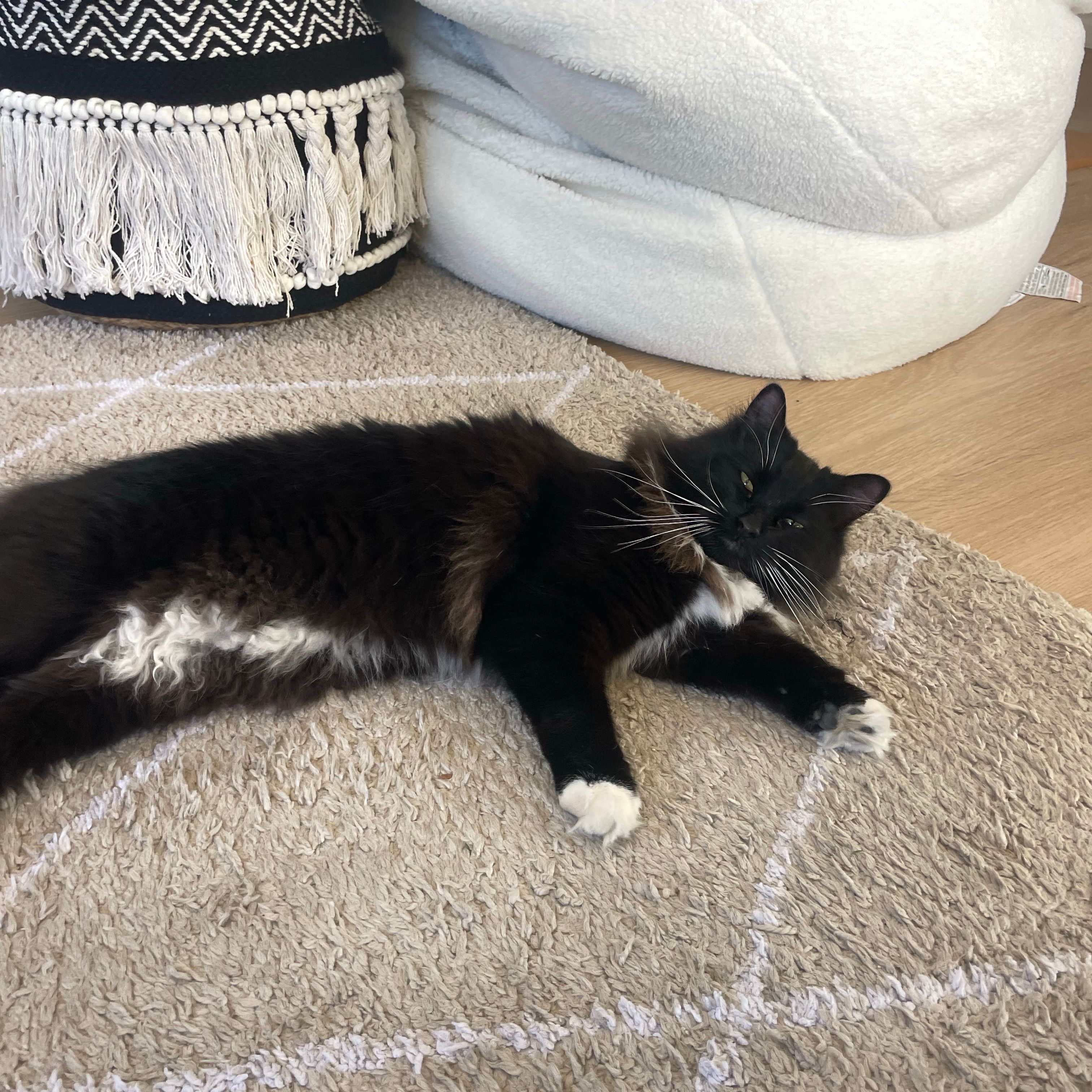 Mowgli