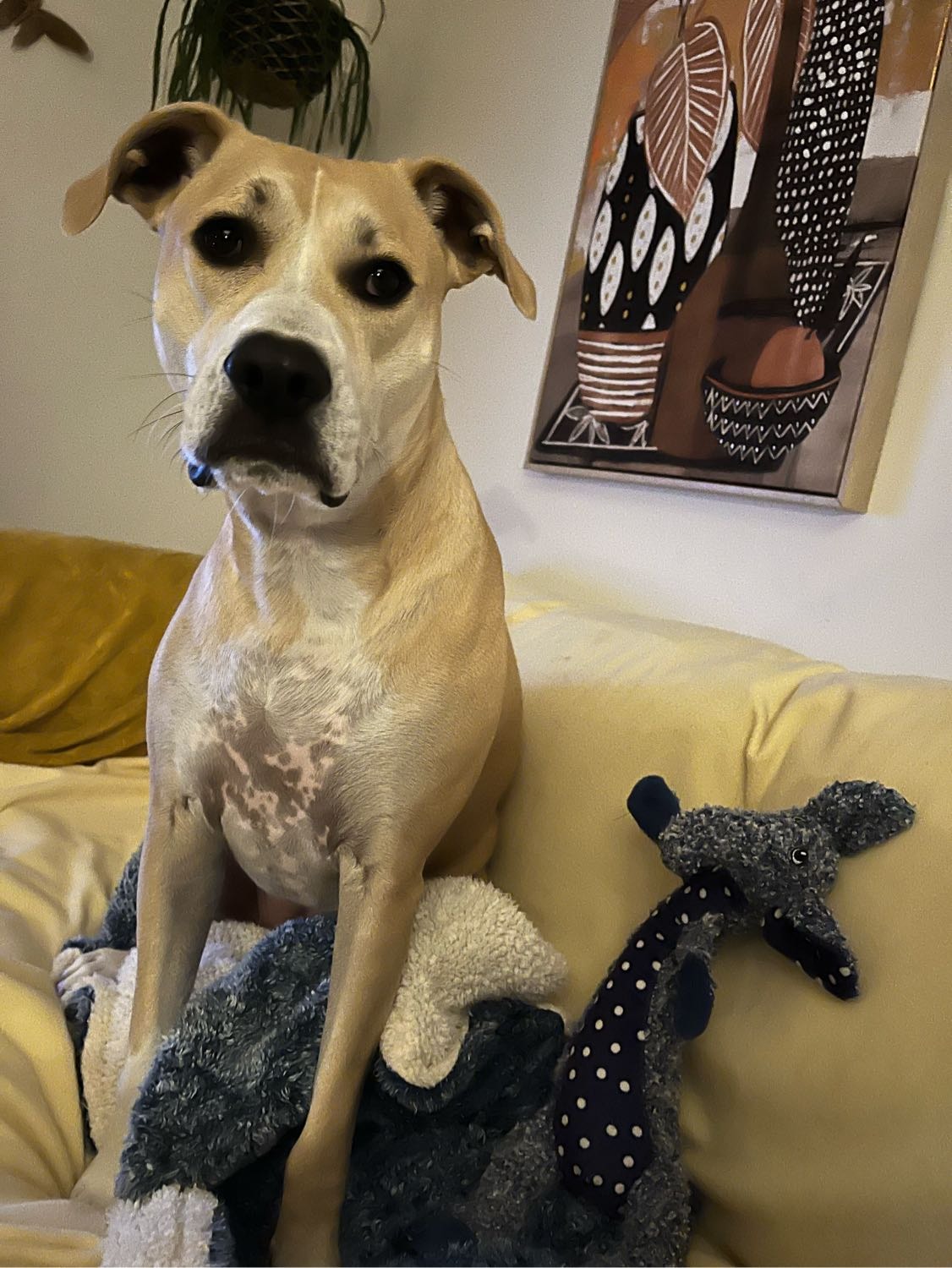 Karen Pet sitter in Frankston VIC