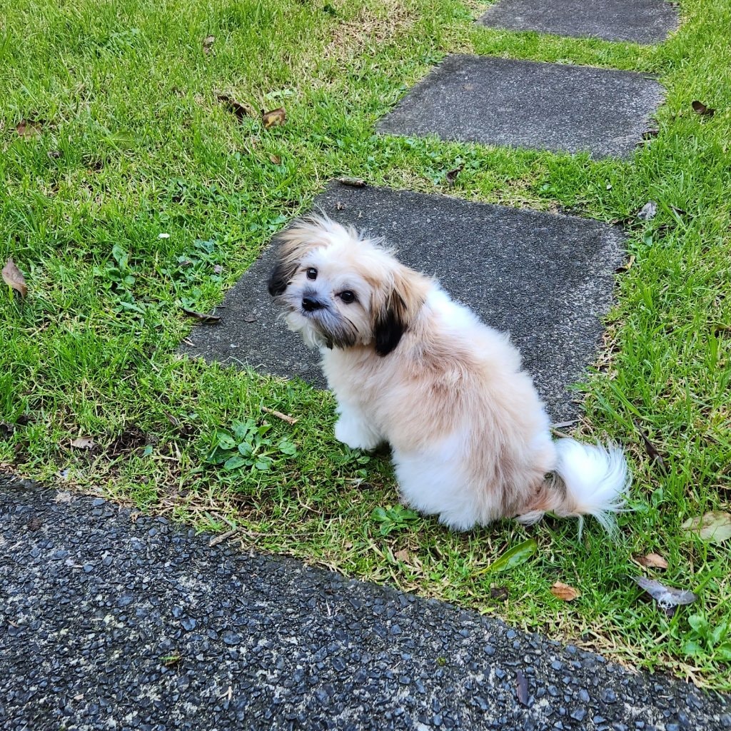 Arlo