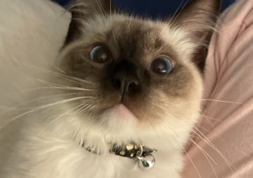 Sultan