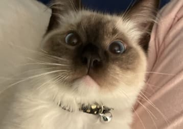 Sultan