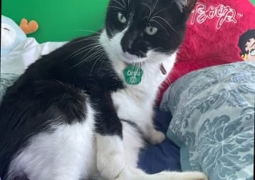 Oreo