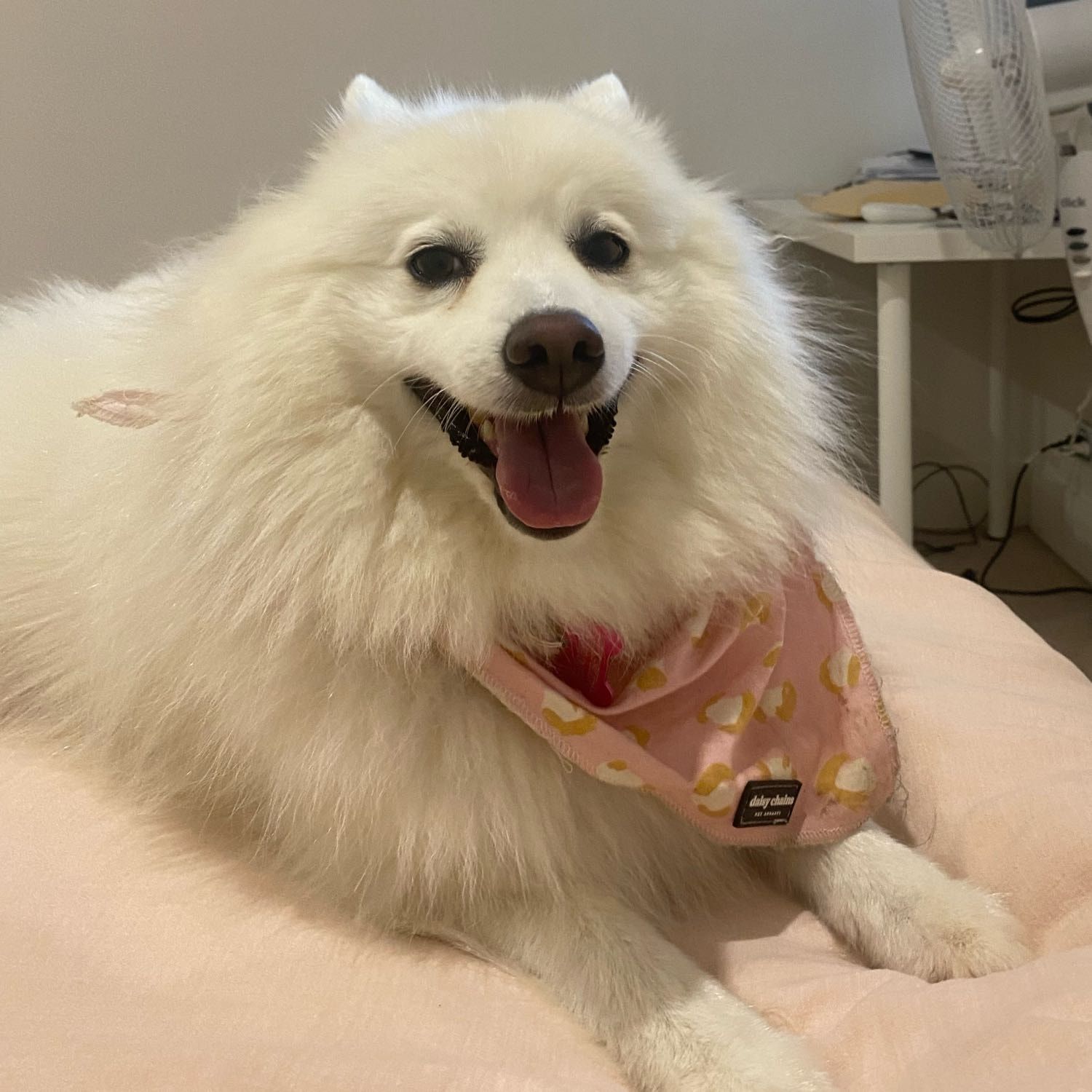 Suki
