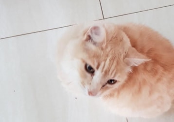 Jiggles