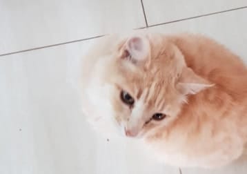 Jiggles