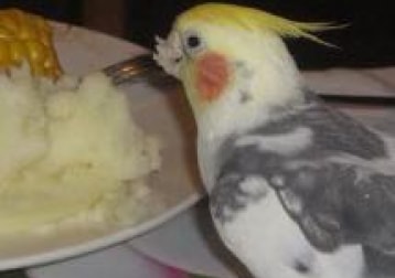 Freddie