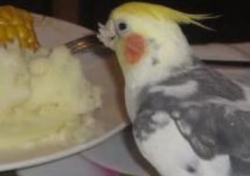 Freddie